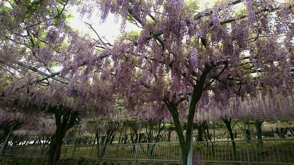 藤の花 スタッフ みちおかレディースクリニックスタッフブログ